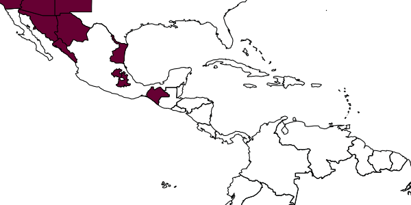 map of Tachysphex lamellatus     Pulawski, 1982